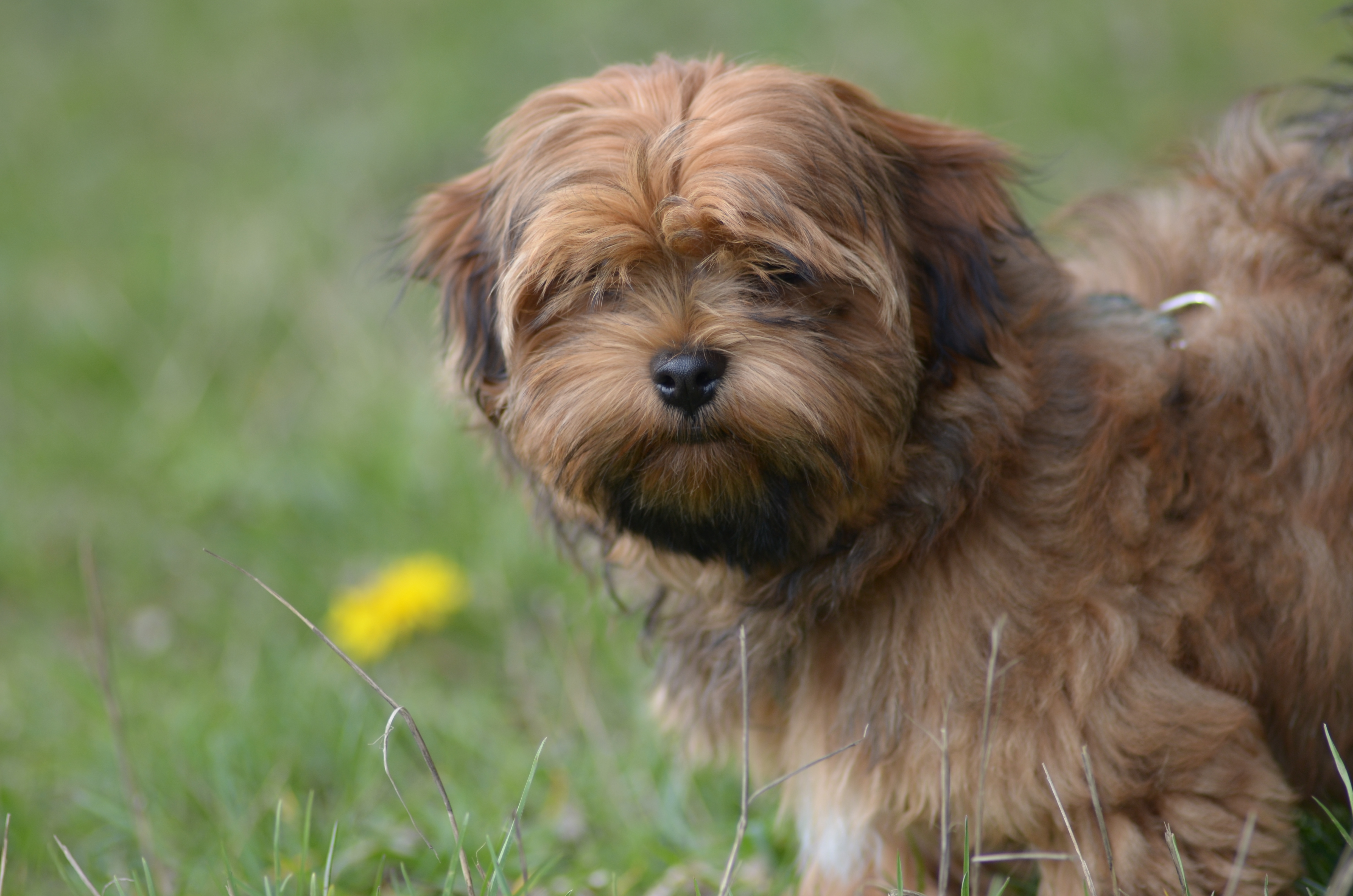 Glücklicher Hund