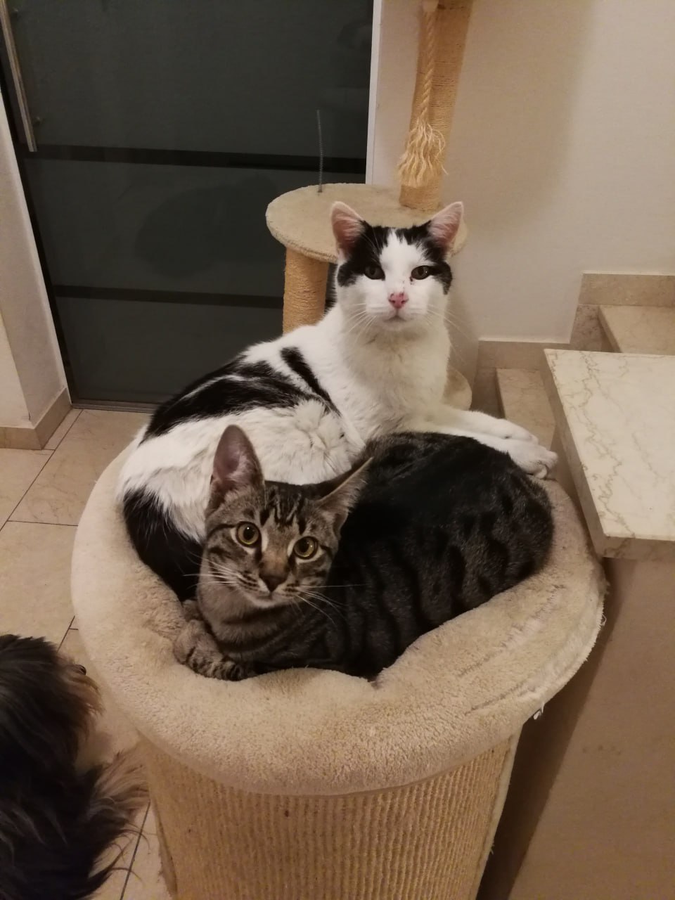 Pet Security