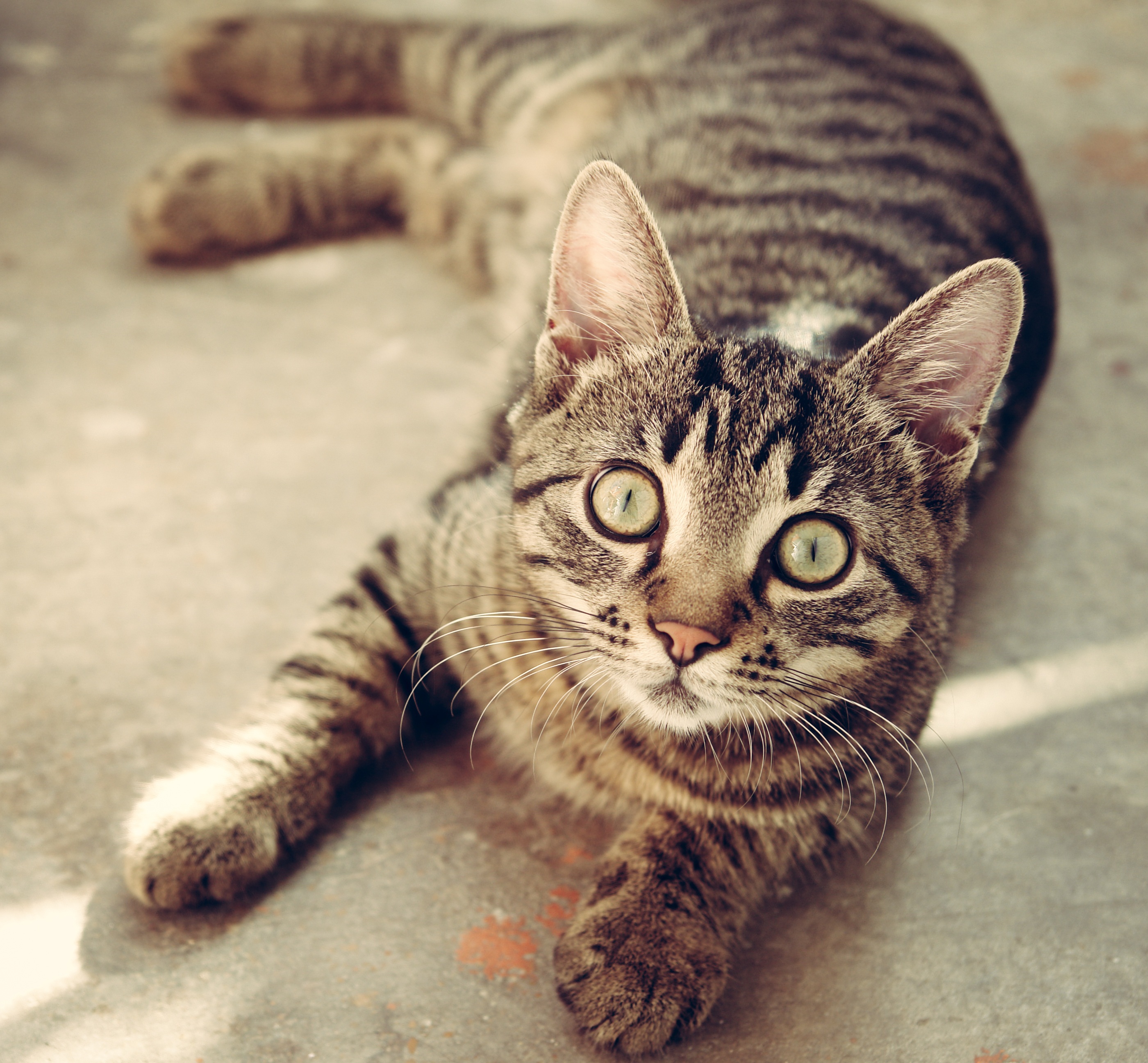 getigerte Katze